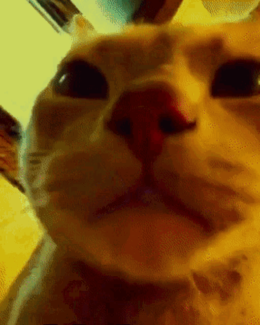 An animated disco kitty dancing under spinning party lights